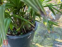 1 TRACHYCARPUS FORTUNEI - 7