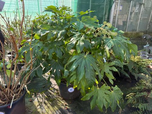 1 FATSIA JAPONICA