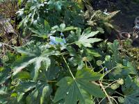1 FATSIA JAPONICA - 3