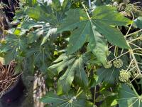 1 FATSIA JAPONICA - 4