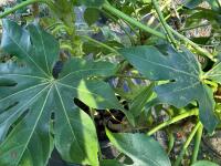 1 FATSIA JAPONICA - 10