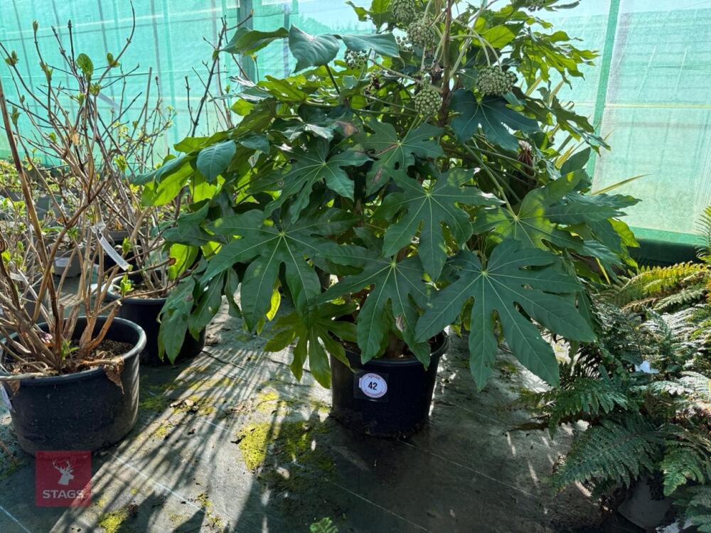 1 FATSIA JAPONICA