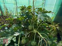 1 FATSIA JAPONICA - 2