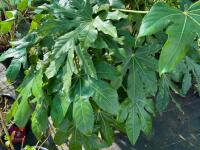 1 FATSIA JAPONICA - 3