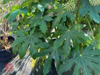 1 FATSIA JAPONICA - 4