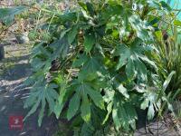 1 FATSIA JAPONICA - 5