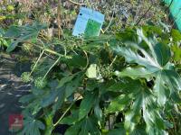 1 FATSIA JAPONICA - 6