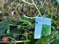 1 FATSIA JAPONICA - 7