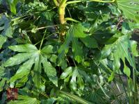 1 FATSIA JAPONICA - 8