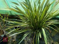 1 PHORMIUM 'APRICOT QUEEN' - 3