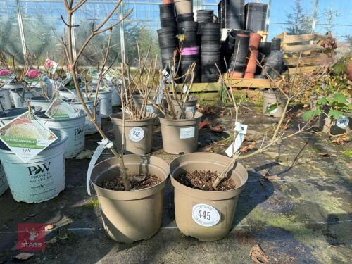 2 X CORNUS 'NICOLE'