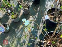 1 HYDRANGEA MACROPHYLLA - 2