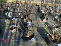 1 HYDRANGEA PANICULATA 'LIMELIGHT'