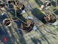 1 HYDRANGEA PANICULATA 'LIMELIGHT' - 3