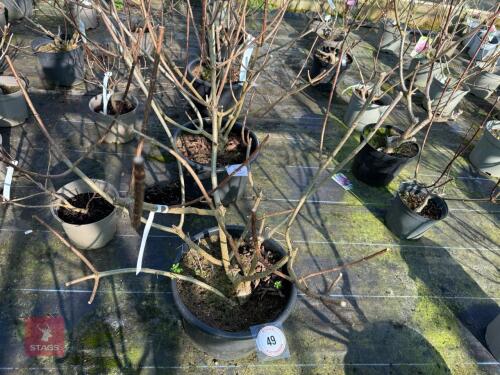 1 HYDRANGEA PANICULATA 'LIMELIGHT'