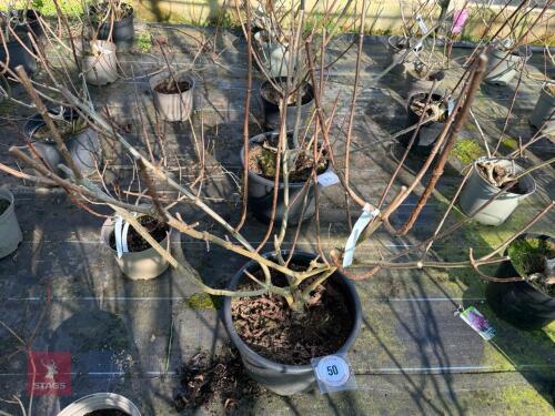 1 HYDRANGEA PANICULATA 'LIMELIGHT'