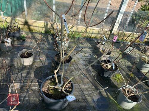 1 HYDRANGEA PANICULATA 'LIMELIGHT'