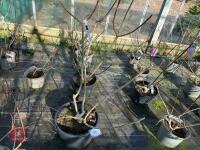 1 HYDRANGEA PANICULATA 'LIMELIGHT'