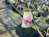 1 HYDRANGEA PANICULATA 'VANILLA FRAISE&rsquo; - 5