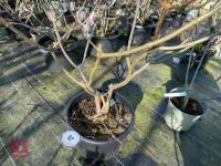 1 HYDRANGEA PANICULATA 'VANILLA FRAISE&rsquo; - 7