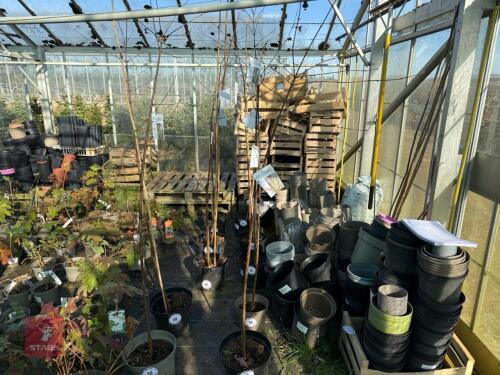 1 ACER GRISEUM
