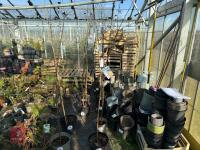1 ACER GRISEUM
