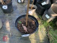 1 ACER GRISEUM - 2
