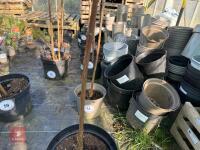 1 ACER GRISEUM - 3