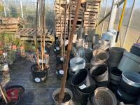 1 ACER GRISEUM - 4