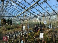 1 ACER GRISEUM - 9