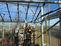 1 ACER GRISEUM - 5