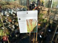 1 ACER GRISEUM - 6