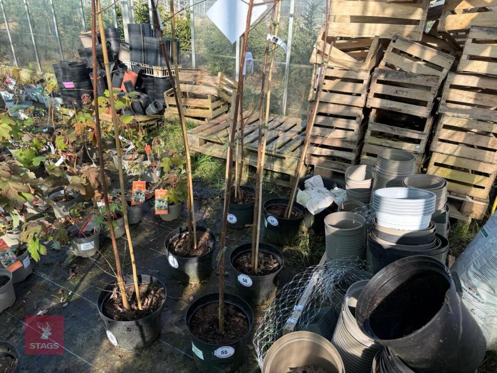 1 ACER GRISEUM