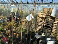 1 ACER GRISEUM - 2