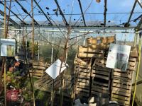 1 ACER GRISEUM - 3