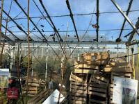 1 ACER GRISEUM - 4