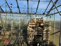 1 ACER GRISEUM - 2