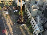 1 ACER GRISEUM - 3