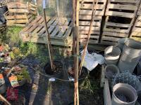 1 ACER GRISEUM - 4