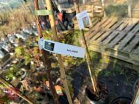 1 ACER GRISEUM - 5
