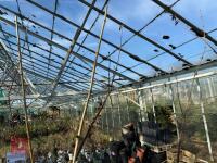 1 ACER GRISEUM - 6
