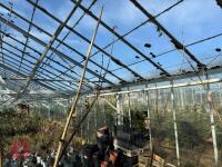 1 ACER GRISEUM - 7