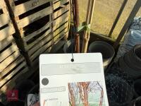 1 ACER GRISEUM - 6