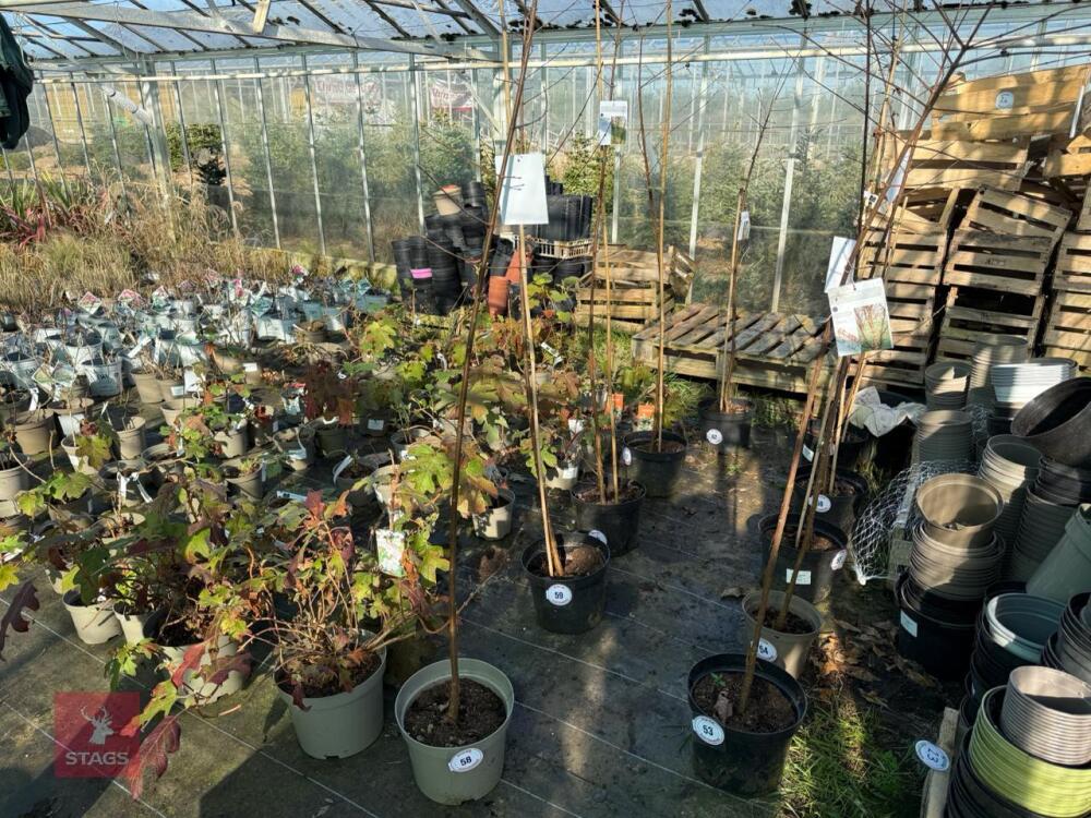1 ACER GRISEUM