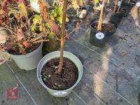 1 ACER GRISEUM - 2