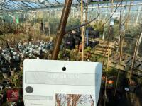 1 ACER GRISEUM - 5