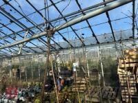1 ACER GRISEUM - 7