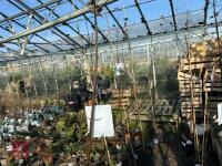 1 ACER GRISEUM - 8