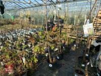 1 ACER GRISEUM