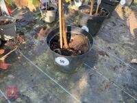 1 ACER GRISEUM - 2